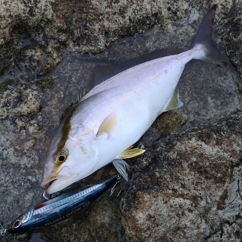 カンパチの釣果