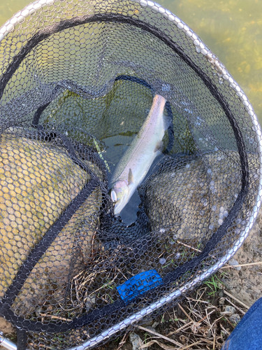 レインボートラウトの釣果