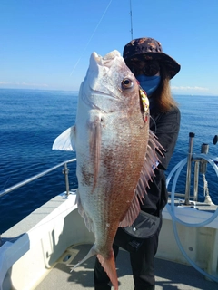 マダイの釣果