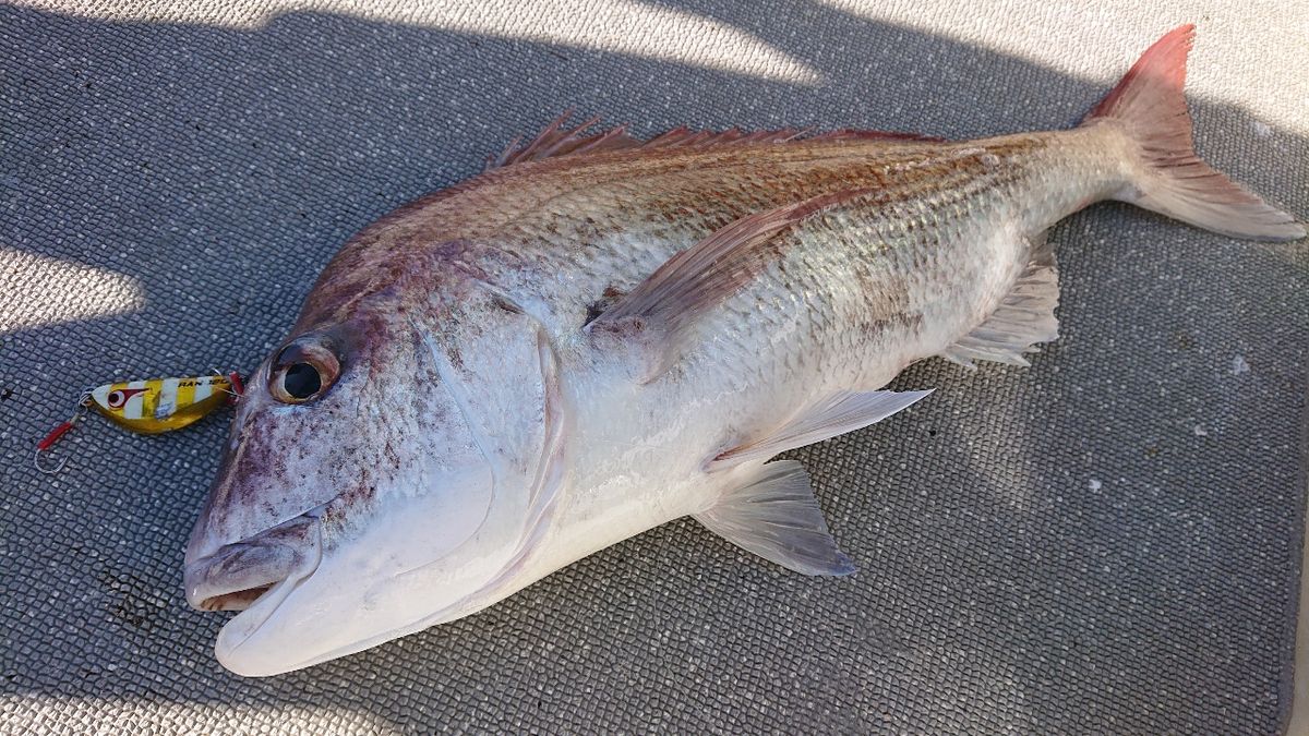 ヒラメ。ママさんの釣果 2枚目の画像