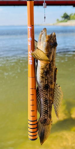 ウロハゼの釣果