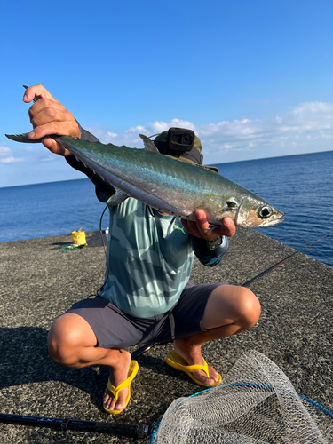 ニジョウサバの釣果