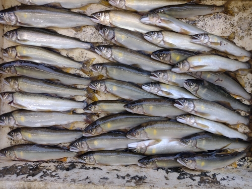 アユの釣果