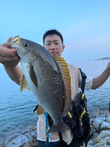 イサキの釣果