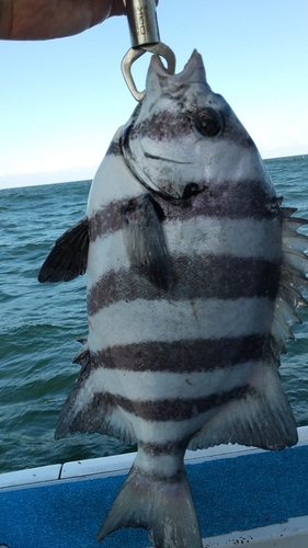 イシダイの釣果