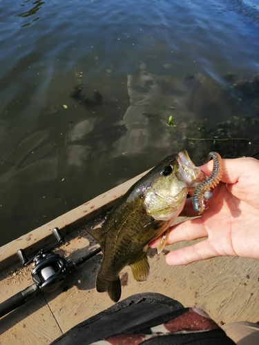 ブラックバスの釣果