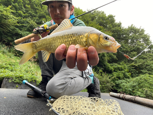 キンブナの釣果