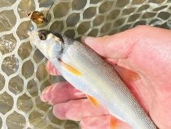 ウグイの釣果