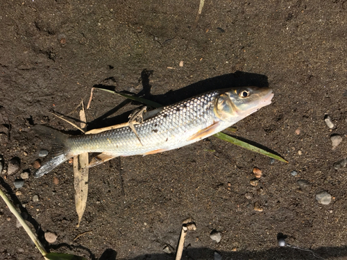 ニゴイの釣果