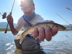 ウグイの釣果