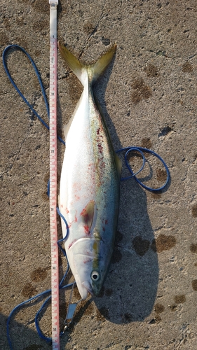 ハマチの釣果