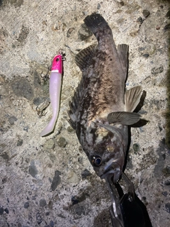 ソイの釣果