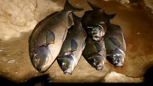 オナガグレの釣果