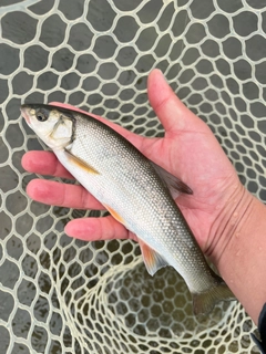 ウグイの釣果