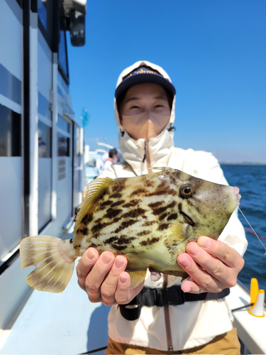 カワハギの釣果