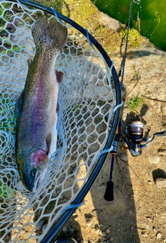 ニジマスの釣果