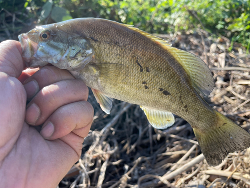 スモールマウスバスの釣果