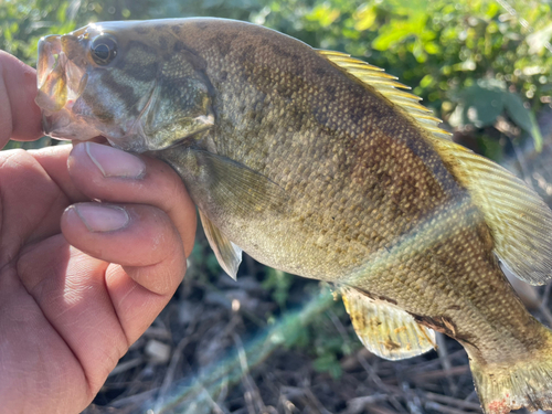 スモールマウスバスの釣果