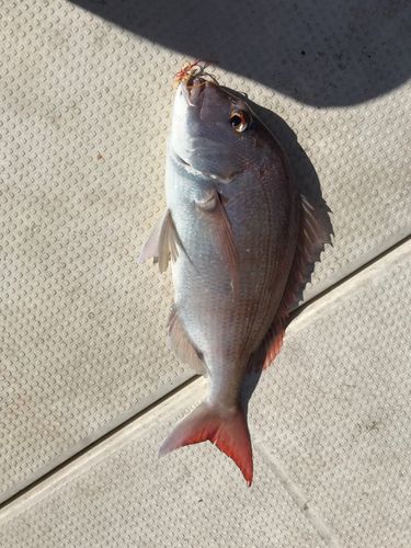 タイの釣果