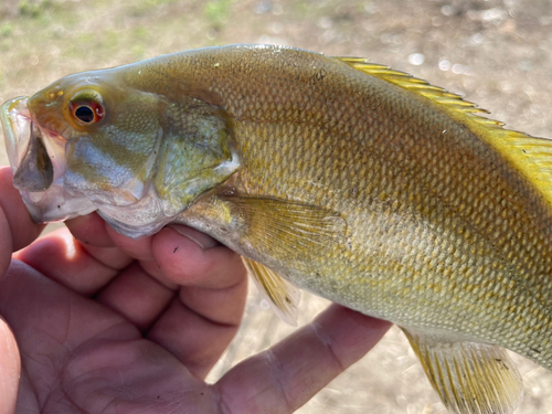 スモールマウスバスの釣果