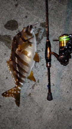 タカノハダイの釣果