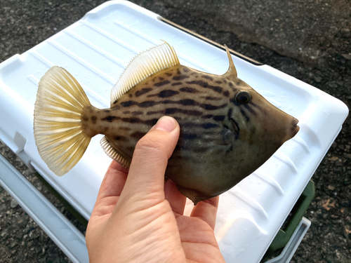 カワハギの釣果