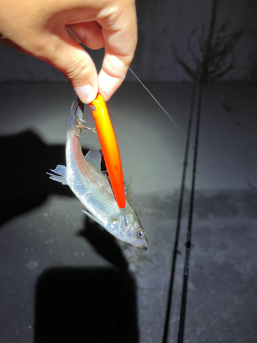 セイゴ（マルスズキ）の釣果