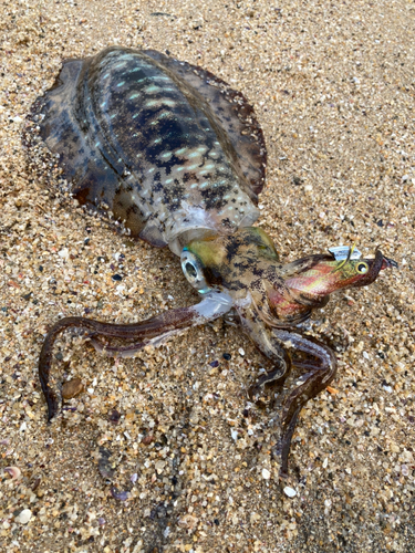 アオリイカの釣果