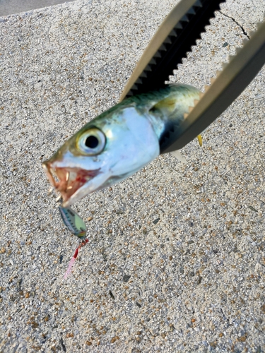 サバの釣果