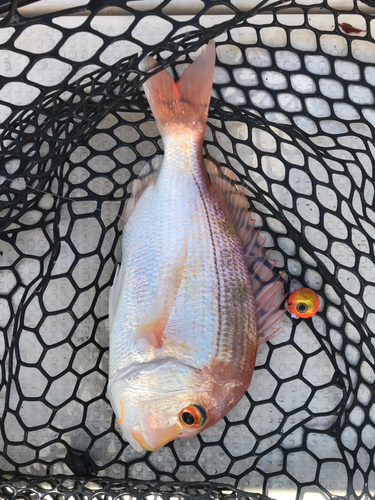 レンコダイの釣果