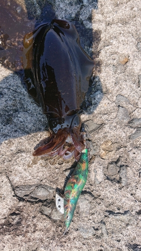 アオリイカの釣果