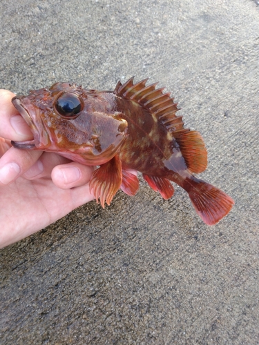 カサゴの釣果