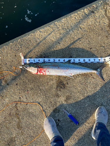 サワラの釣果