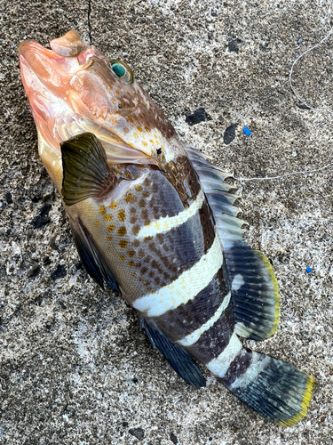 アオハタの釣果