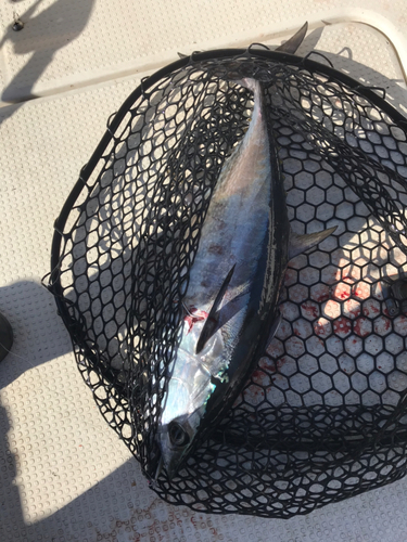 コシナガマグロの釣果