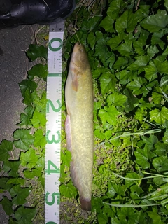 ナマズの釣果