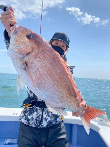 マダイの釣果