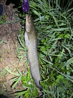 ナマズの釣果