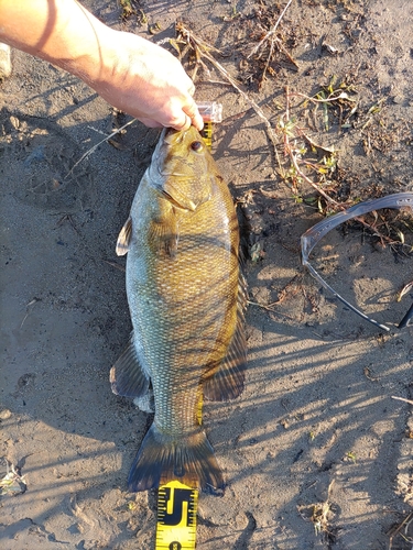 スモールマウスバスの釣果