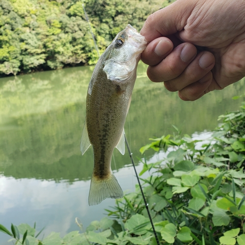 ブラックバスの釣果