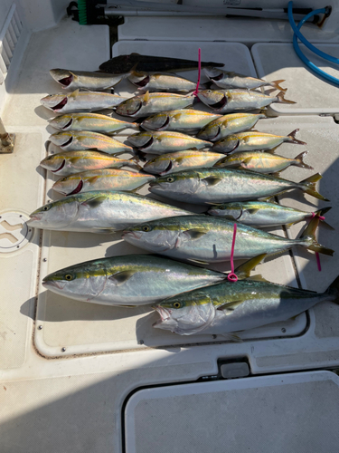 シオの釣果