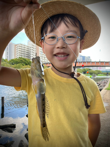 ハゼの釣果