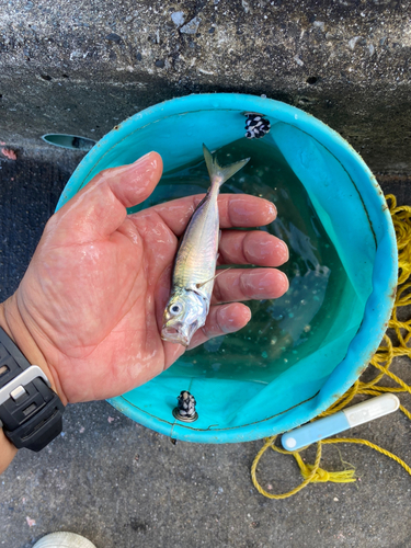 イワシの釣果