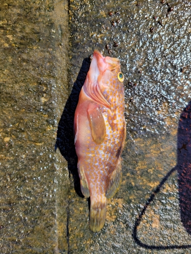 キジハタの釣果