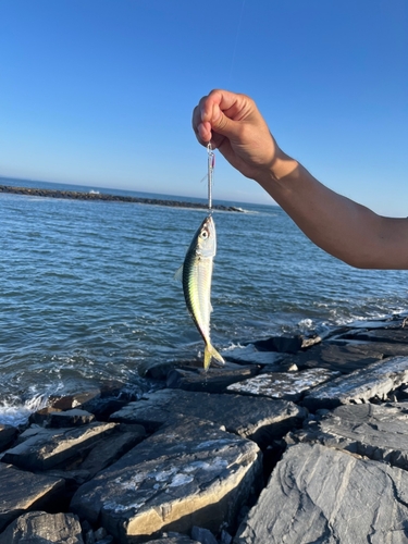 サバの釣果