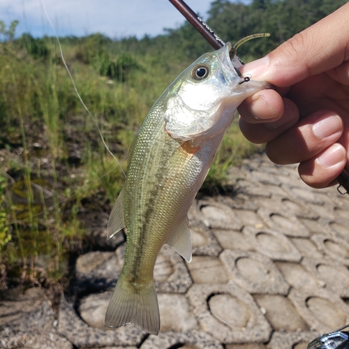 ブラックバスの釣果