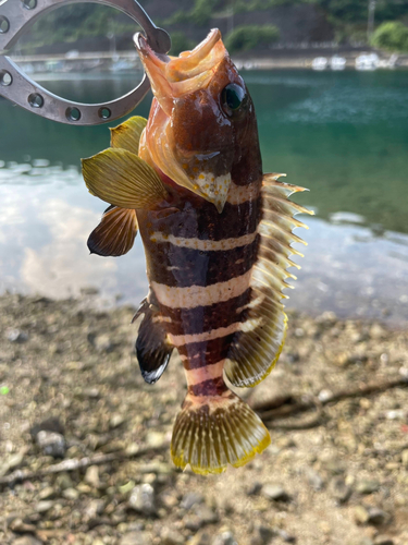 アオハタの釣果