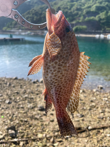 オオモンハタの釣果