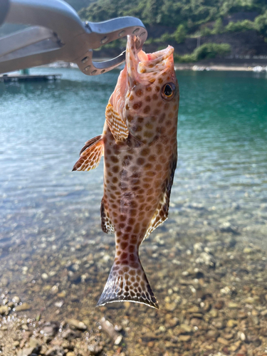 オオモンハタの釣果