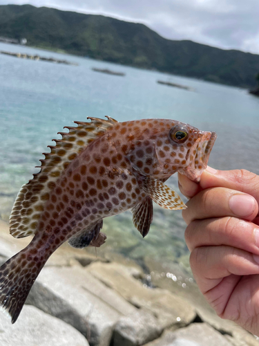 オオモンハタの釣果